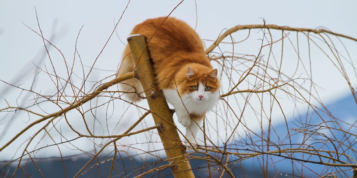 Hoe te voorkomen dat een kat in een boom klimt