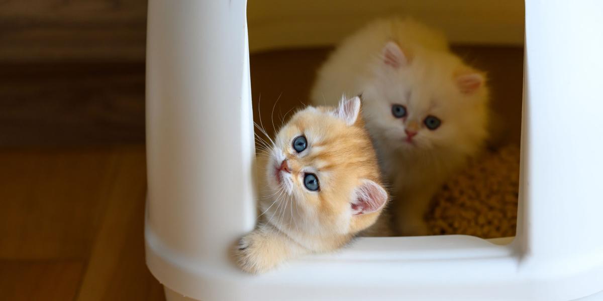 Hoe u uw huis kittenproof kunt maken in 12 stappen