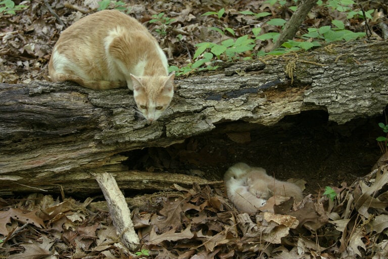 nest kittens verbergen