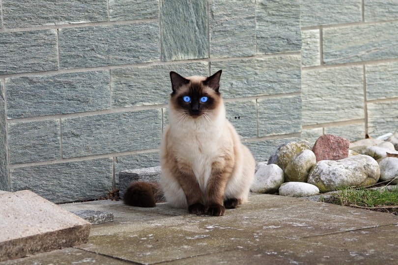 kat blauw eyes_Andreas Lischka_Pixabay
