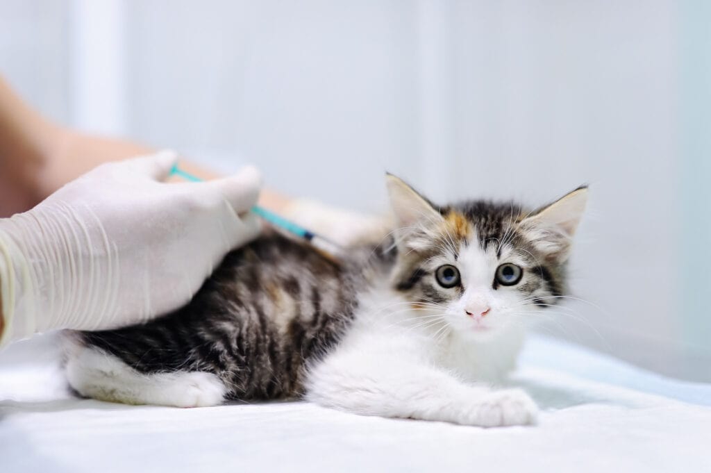 kitten wordt gevaccineerd door een dierenarts