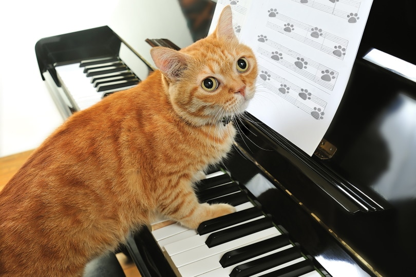 oranje kat die piano speelt