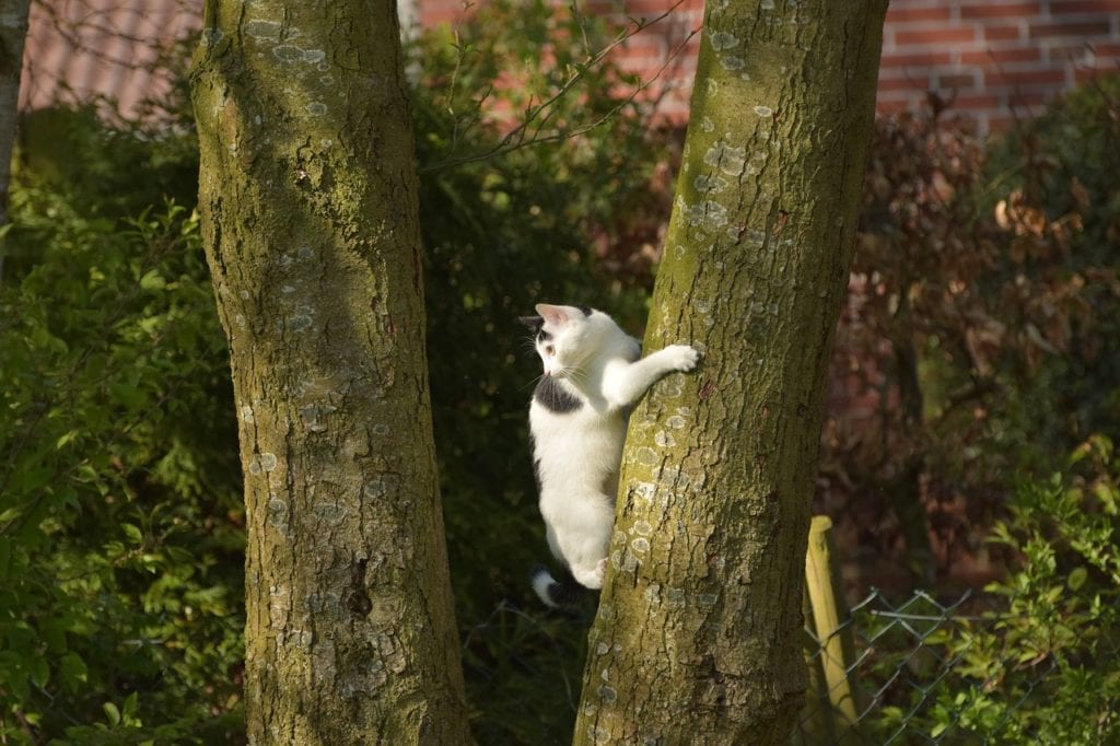 kat klimt in de boom