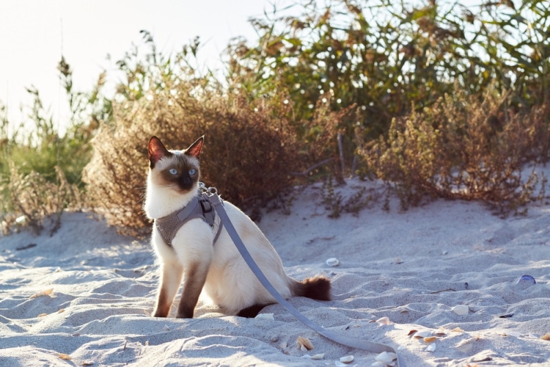 Mekong bobtaile kat aan de lijn in het zand