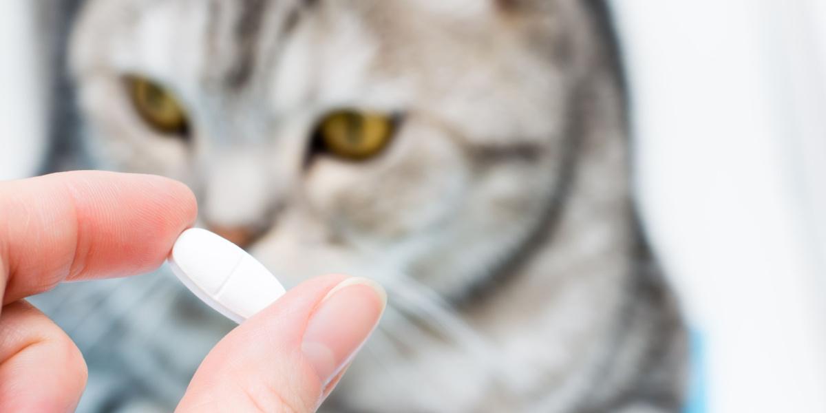 Kun je katten menselijke antibiotica geven?
