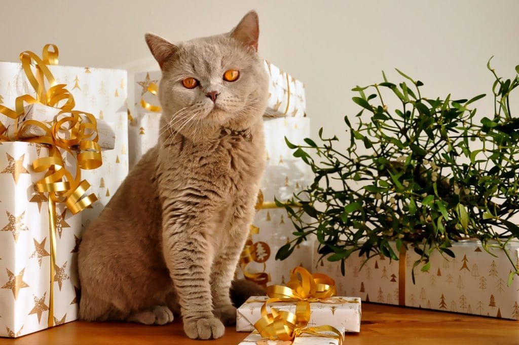 Britse korthaar kat omringd met geschenken