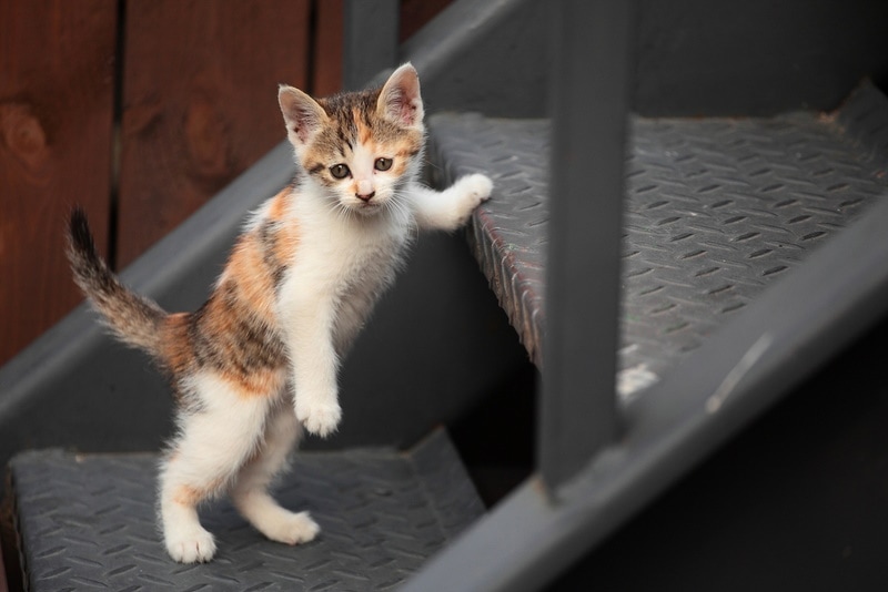 kitten beklimt metalen trappen