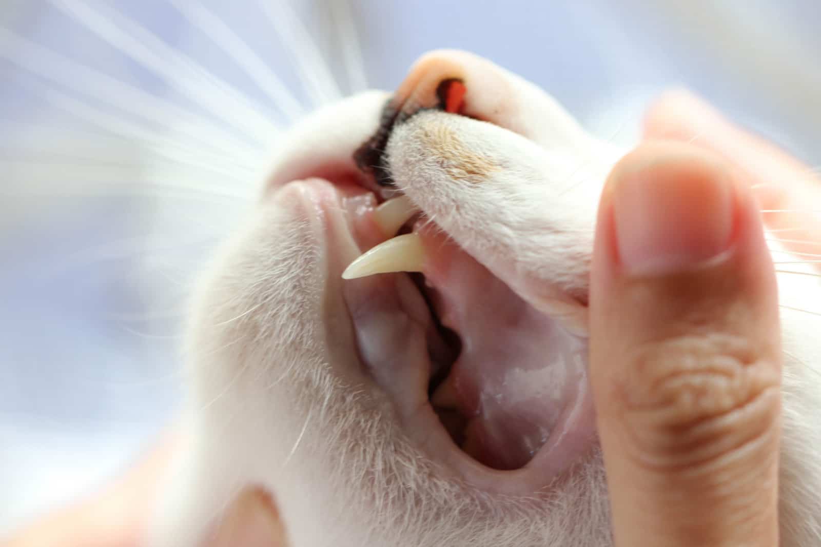 Tanden van kat close-up bekijken