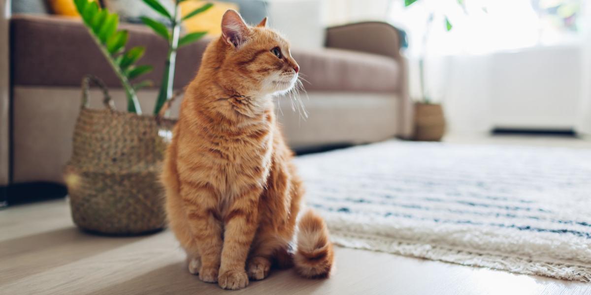 Levetiracetam voor katten: Overzicht, Dosering &bijwerkingen