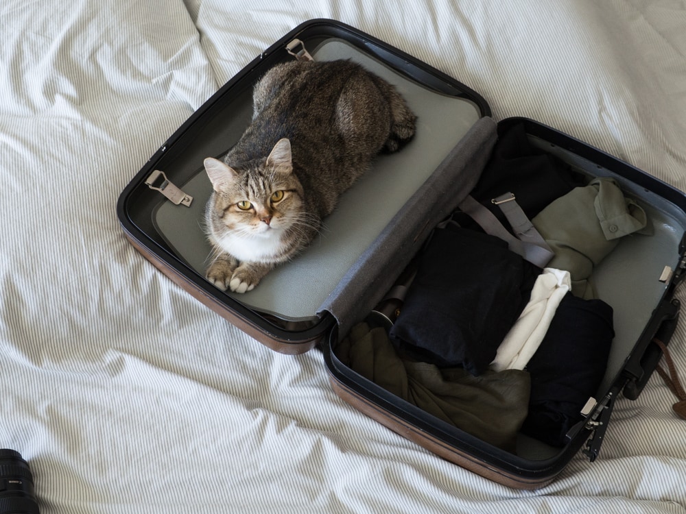 Kat op reisbagage
