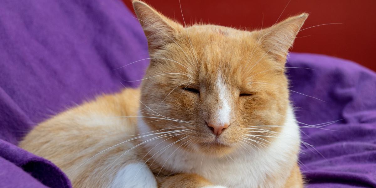 Stomatitis bij katten: oorzaken, symptomen, & behandeling
