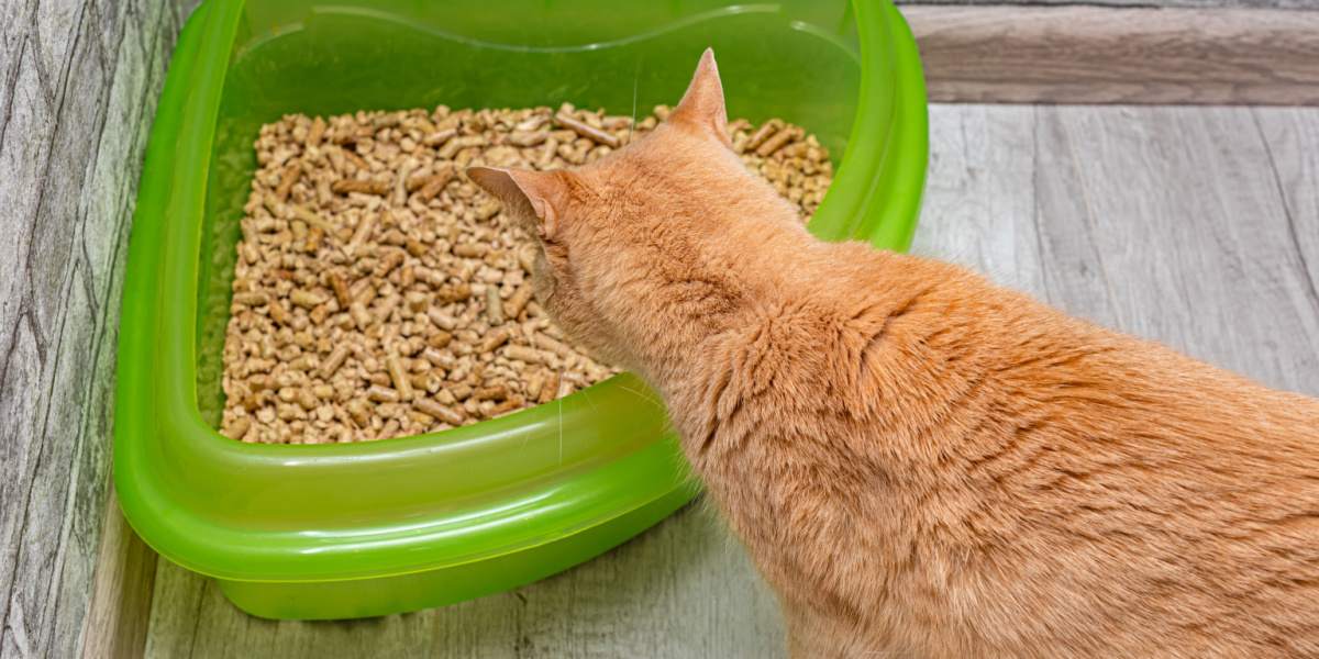 Waarom eet mijn kat kattenbakvulling? En hoe het te stoppen