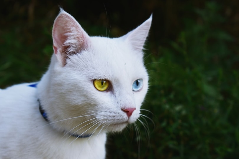 Witte kat met heterochromie