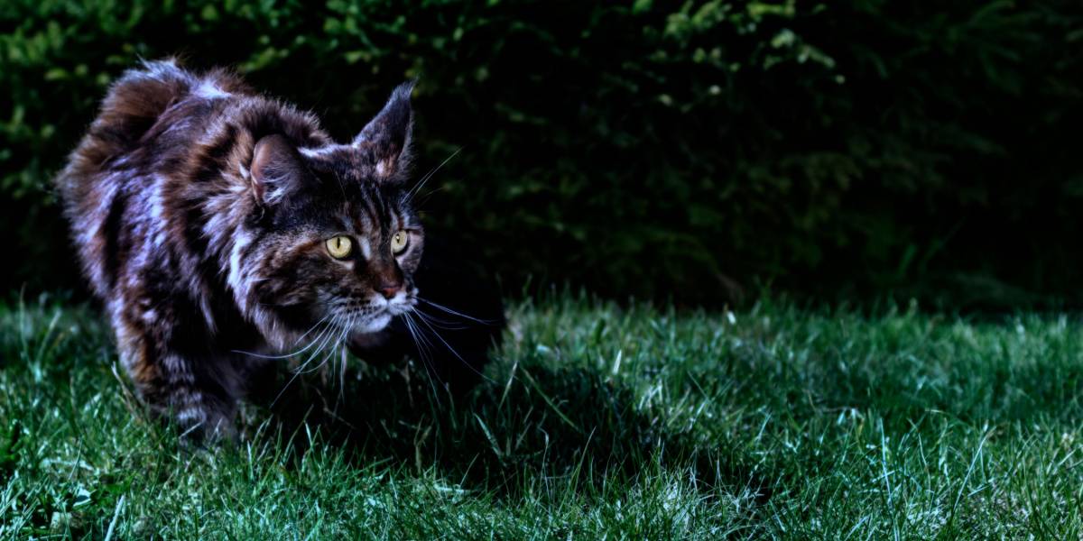 Waarom hebben sommige katten 's nachts zoveel energie?