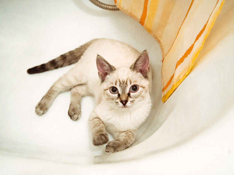 een kat die in de badkuip ligt