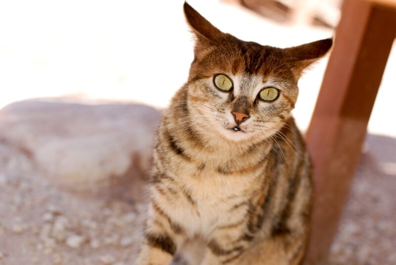 Kat met groene ogen in een woestijn
