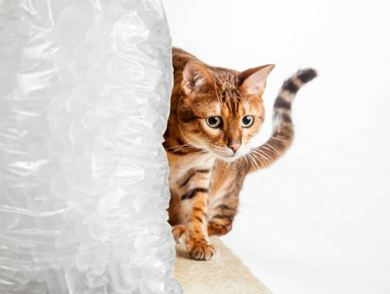 Goudkleurige bengaalse kat kruipt rond de zijkant van een koude bevroren zak ijs om een koude kat te illustreren