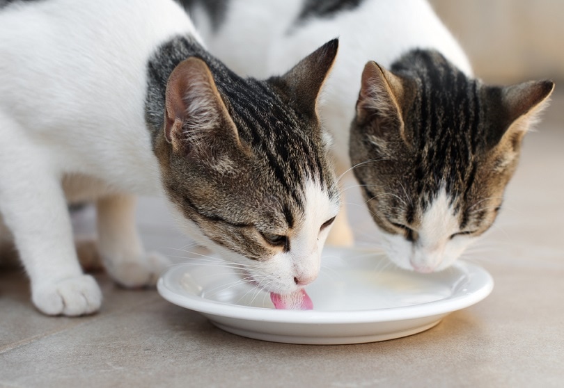 Twee katten die melk uit kom drinken