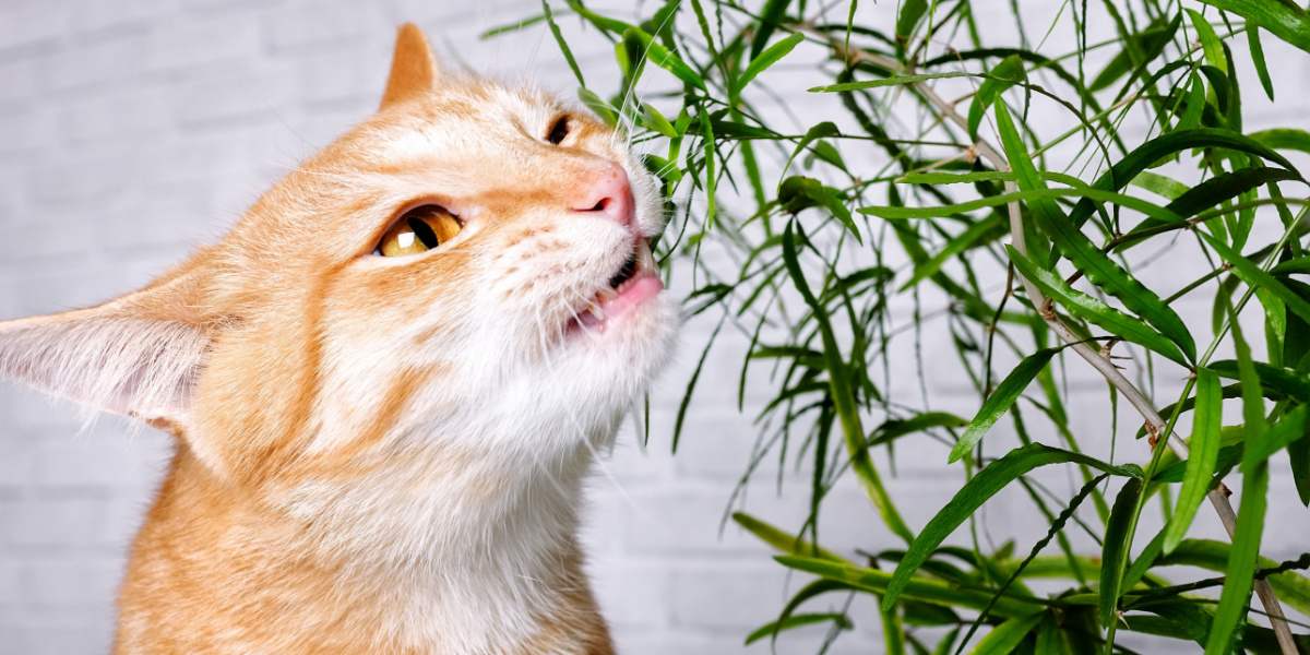 Kat en een groene plant