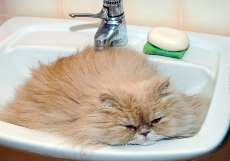 kat die rust in de wastafel in de badkamer
