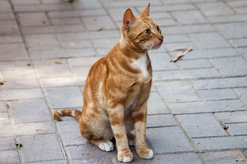 nijlvallei Egyptische zwerfband cat_Rodrigo Munoz Sanchez_shutterstock