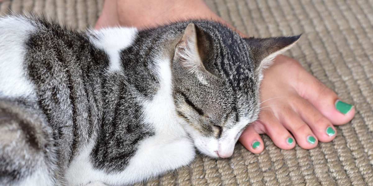 Waarom zijn katten zo geobsedeerd door voeten?