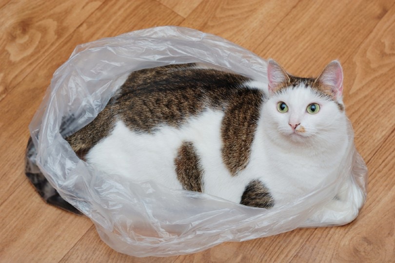 kat die in een plastic zak ligt