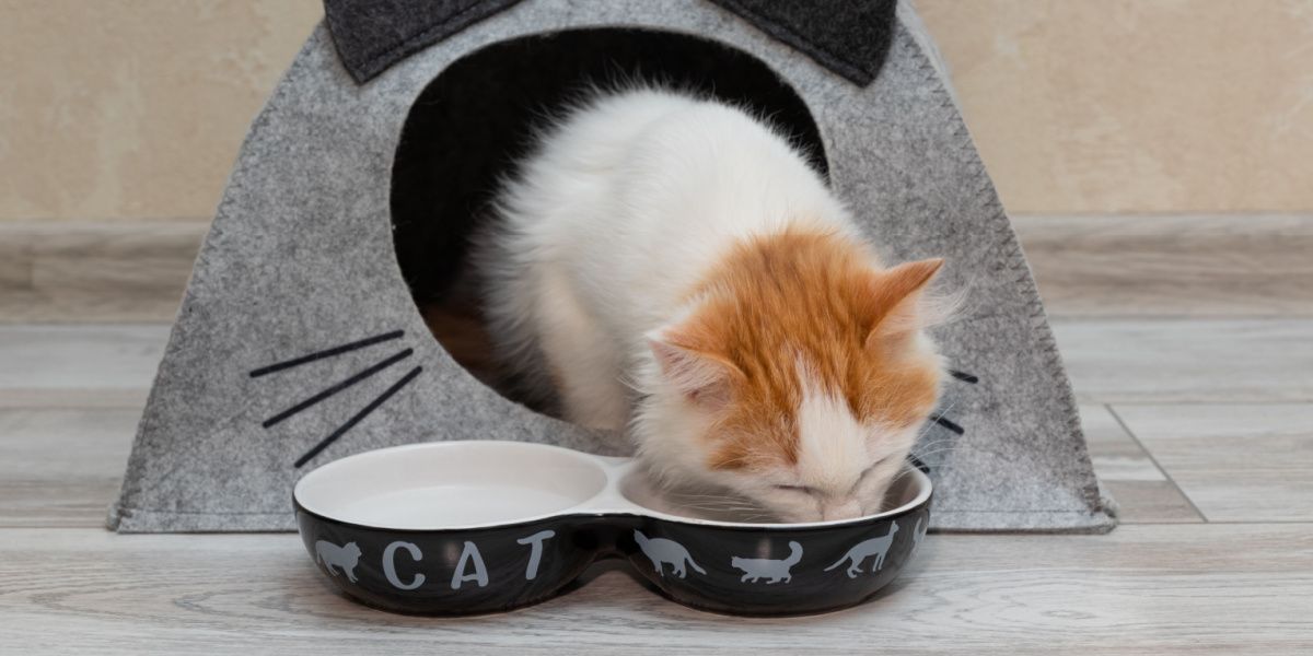 kitten eet voedsel uit een kom