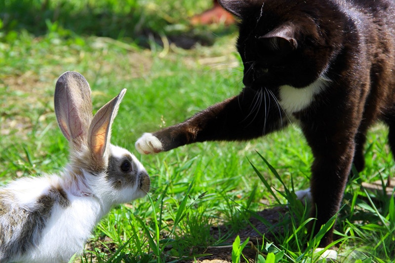 kat probeert het konijn met zijn poot aan te raken