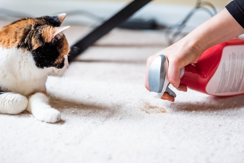 calico kat kijkt naar rommel op tapijt