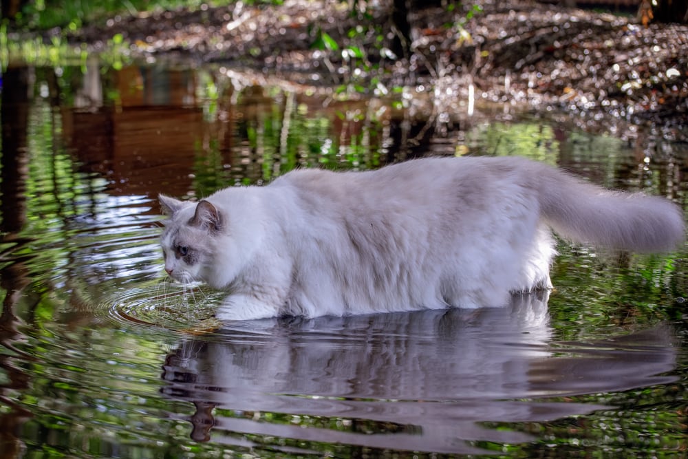 Ragdoll kat loopt door water