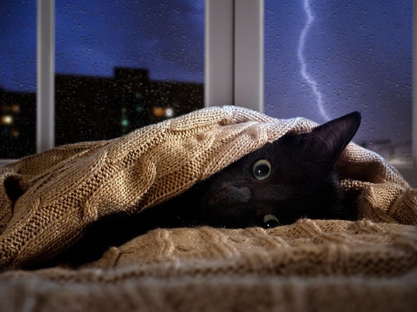 Kat verstopt zich onder de deken