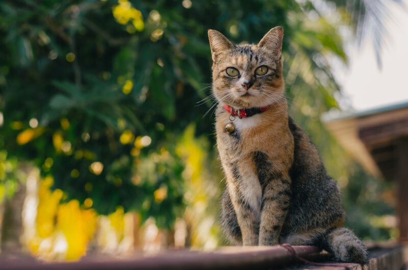 Schattige bruine kleur huiskat zittend en genietend op het hek van het huis