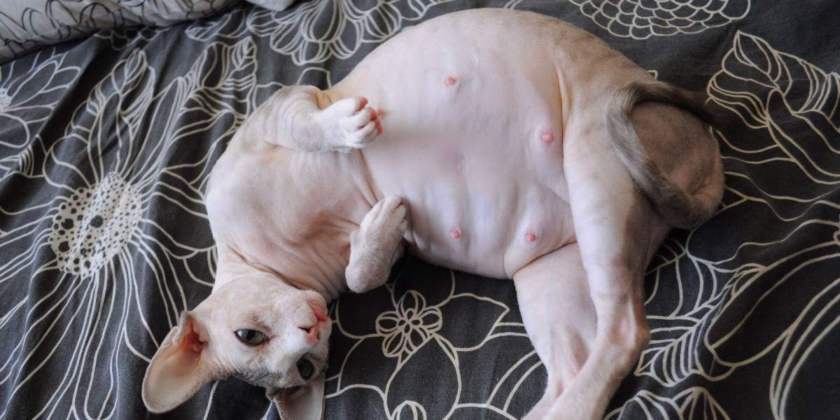 Zwangere kattentepels versus normale kattentepels: hoe het verschil te zien?