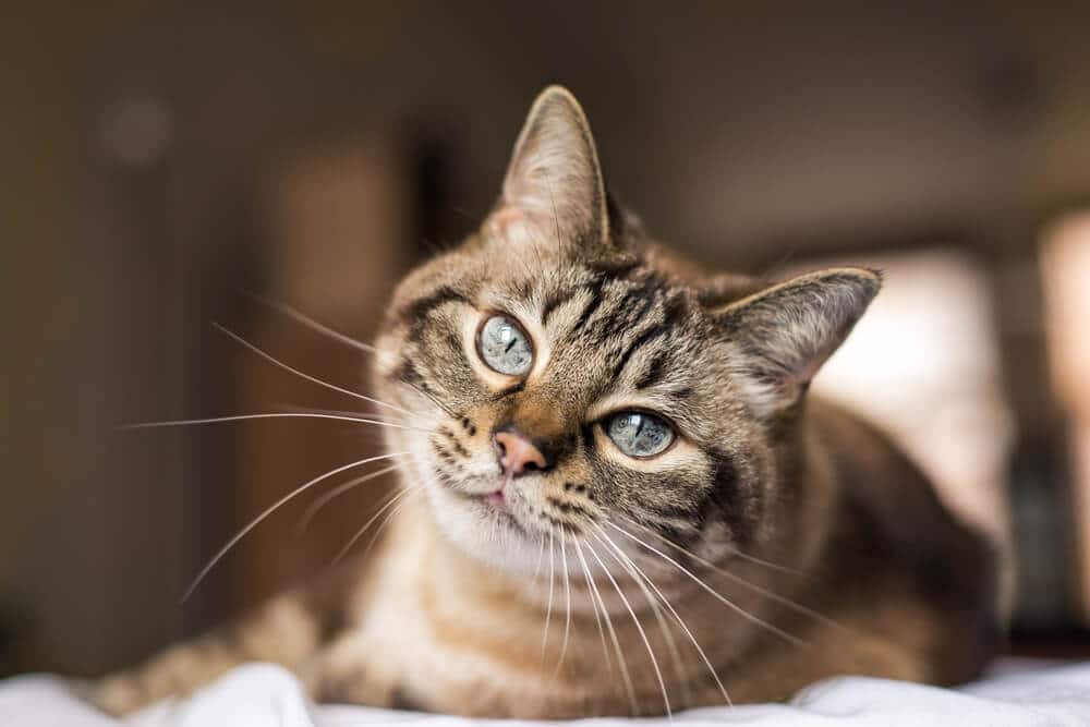 Bruine tabby kat met blauwe ogen kattenaanvallen