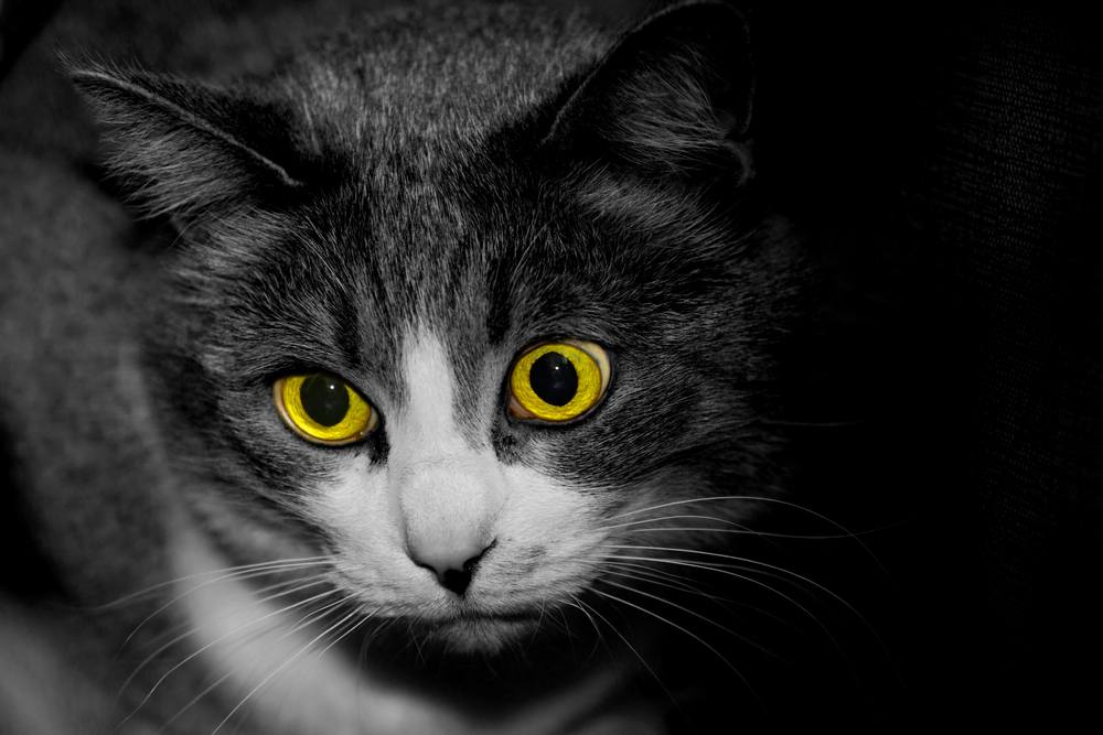 enge zwarte witte kat met gele ogen