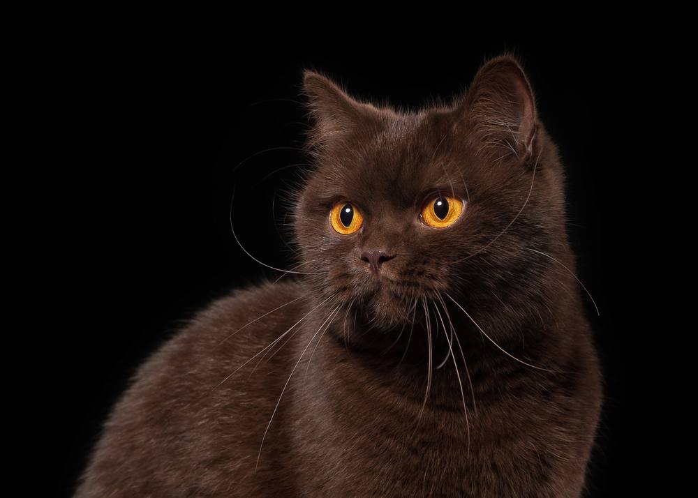 jonge chocolade Britse kat op zwarte achtergrond