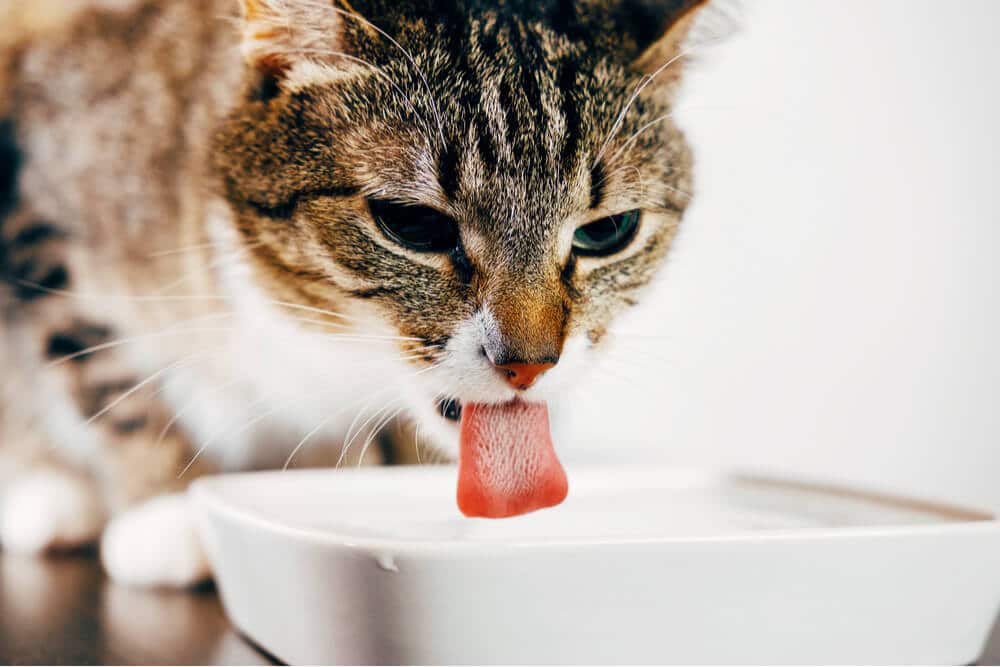 Cat drinkwater