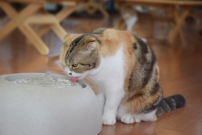 Kattenwater