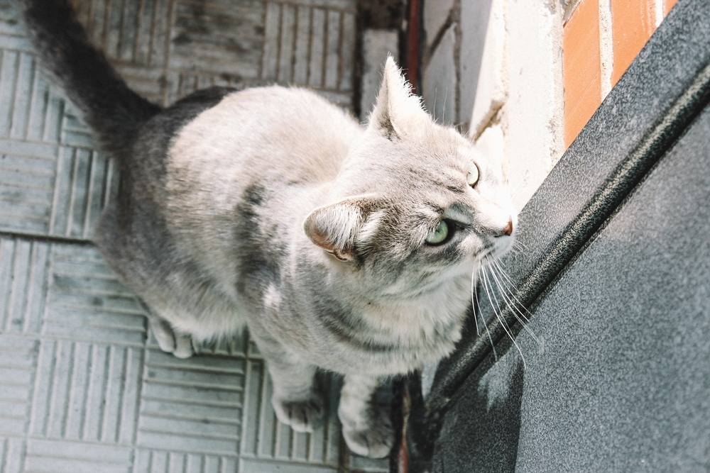 Een grijze kat met groene ogen staat bij de gesloten deur