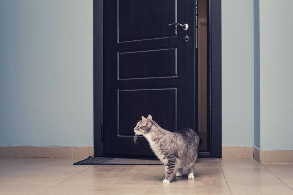 kat rent via de open deur de ingang in