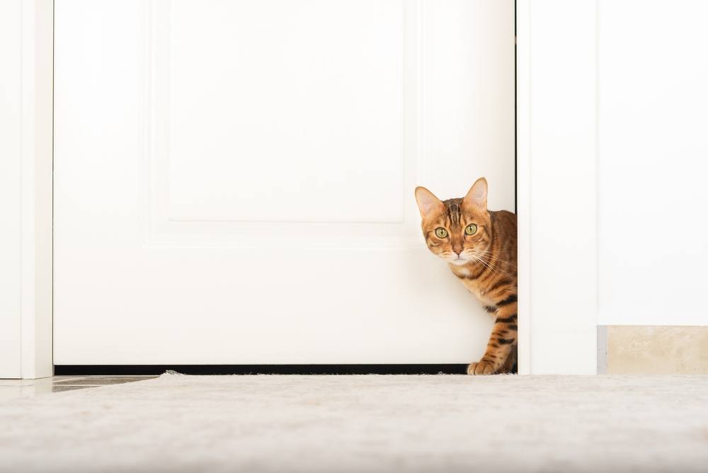 kat die door de witte deur loopt