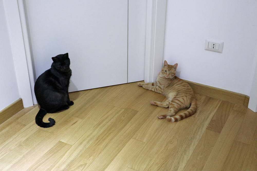 Katten die buiten de slaapkamerdeur wachten