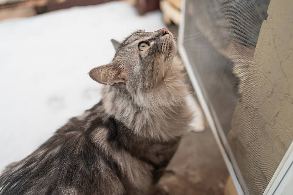 Maine Coon kat kijkt nieuwsgierig naar de voordeur