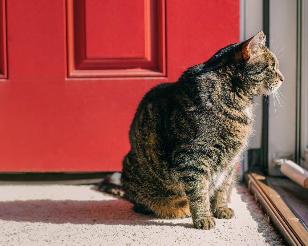 gestreepte kat die uit een raam van een voordeur kijkt