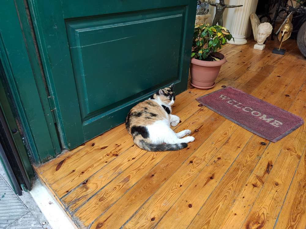   kat die op de grond bij de voordeur ligt