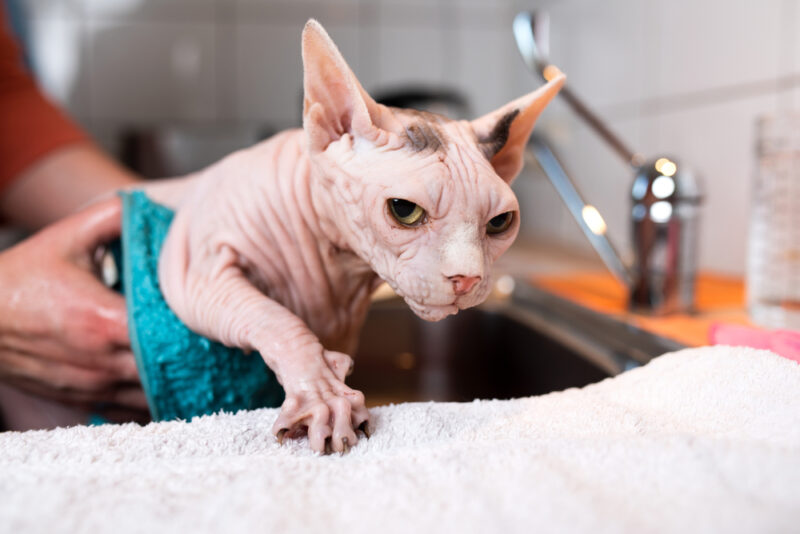 haarloze sphynx kat wordt gewassen