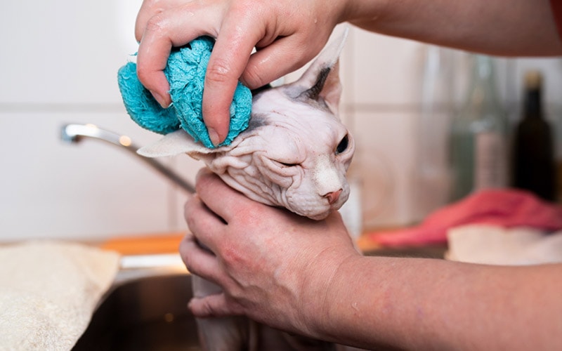 sphynx kat die een bad neemt in de gootsteen