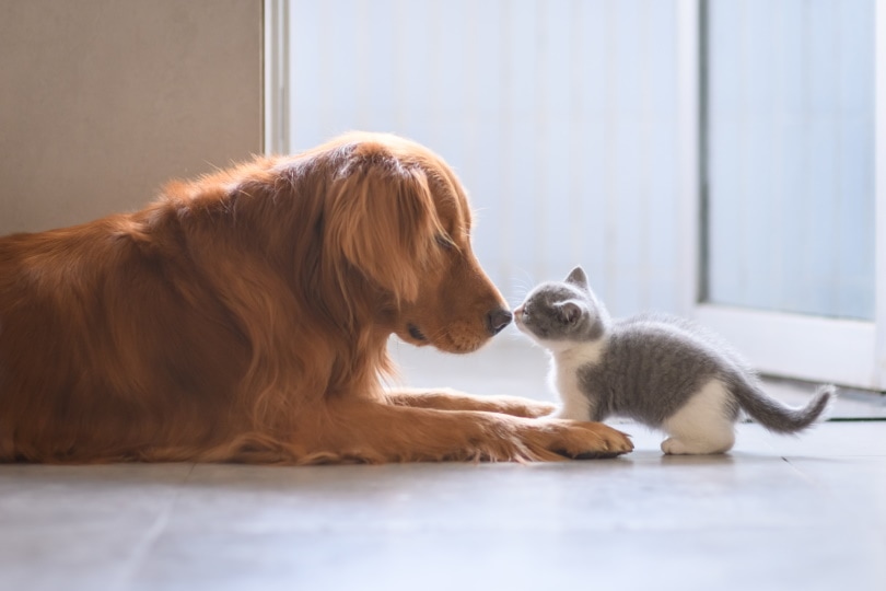 hond en kitten_Chendongshan_Shutterstock