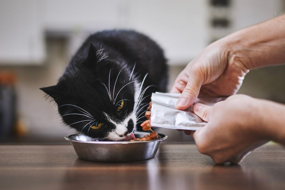 De mens voedt zijn hongerige kat